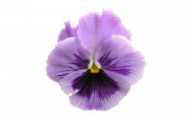 Simply Fresh Voila Flower   Box  10-15 pcs